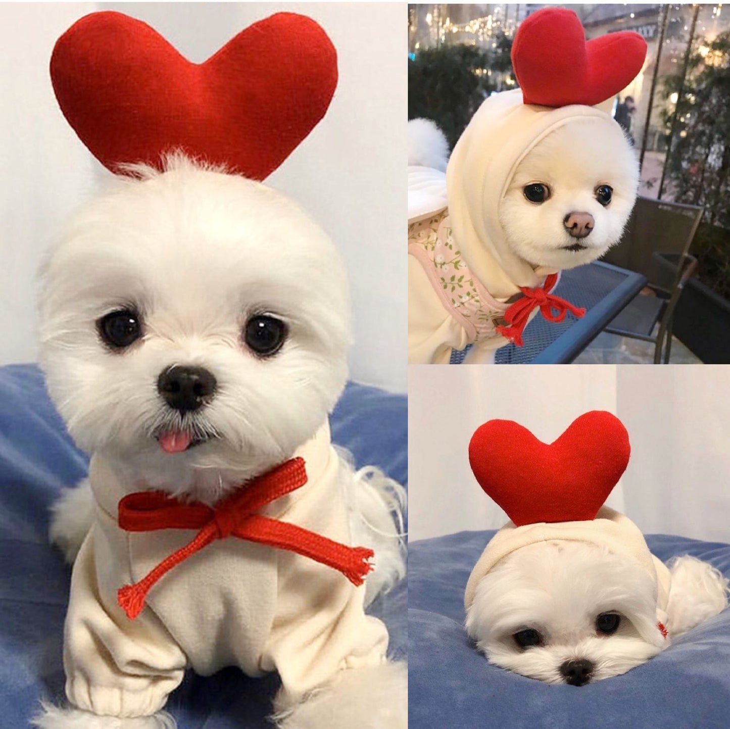 Dog Clothes
