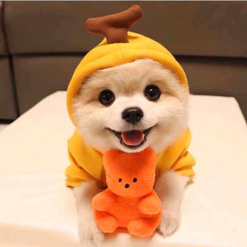 Dog Clothes