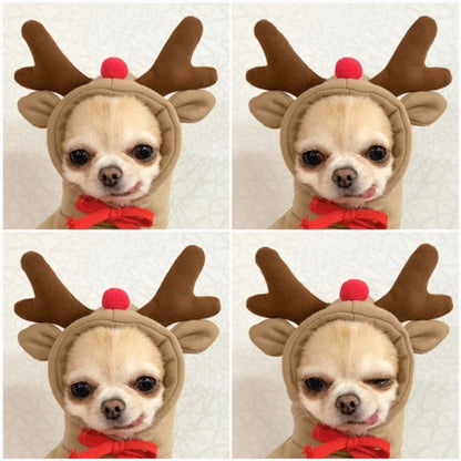 Dog Clothes