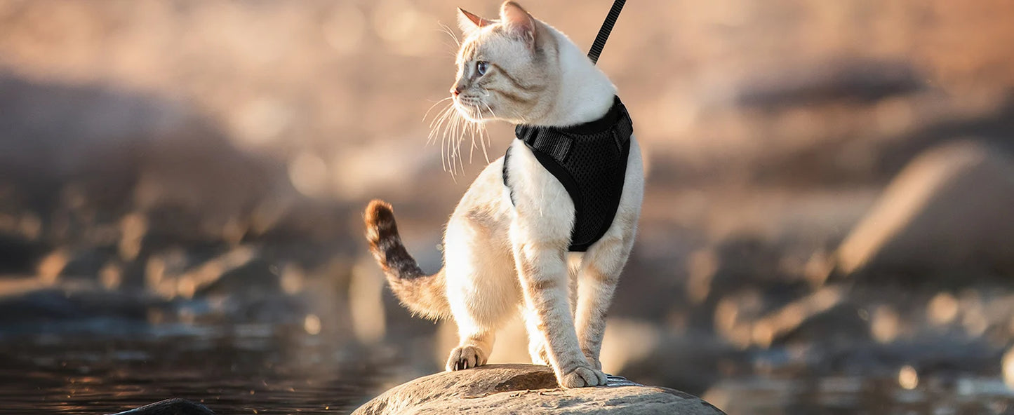 Cat Harness