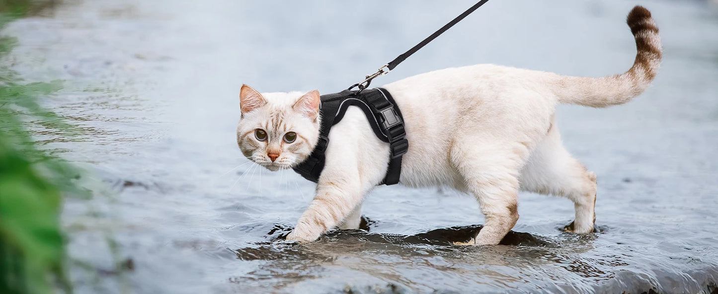 Cat Harness