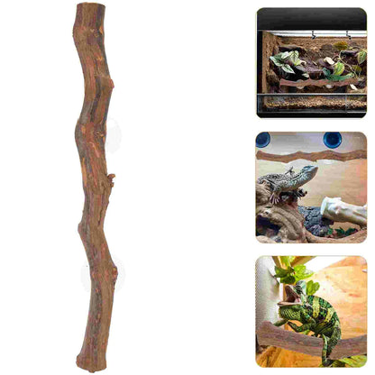 Bearded Dragon Accessory