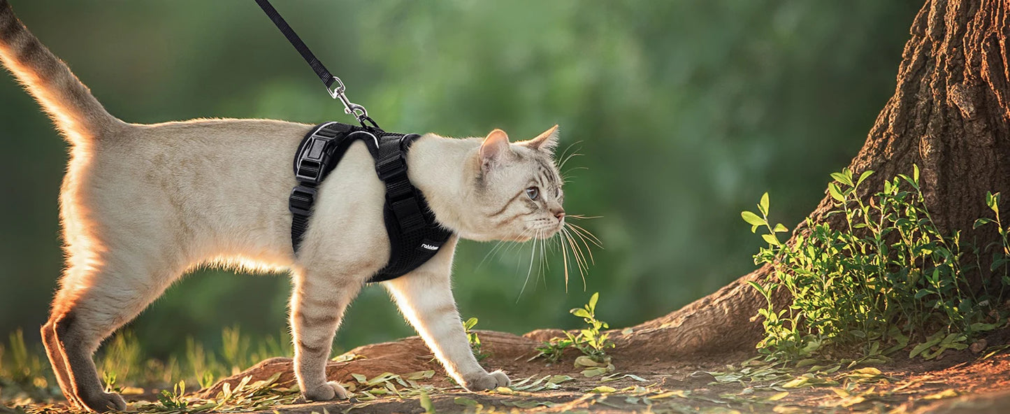 Cat Harness
