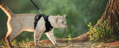 Cat Harness