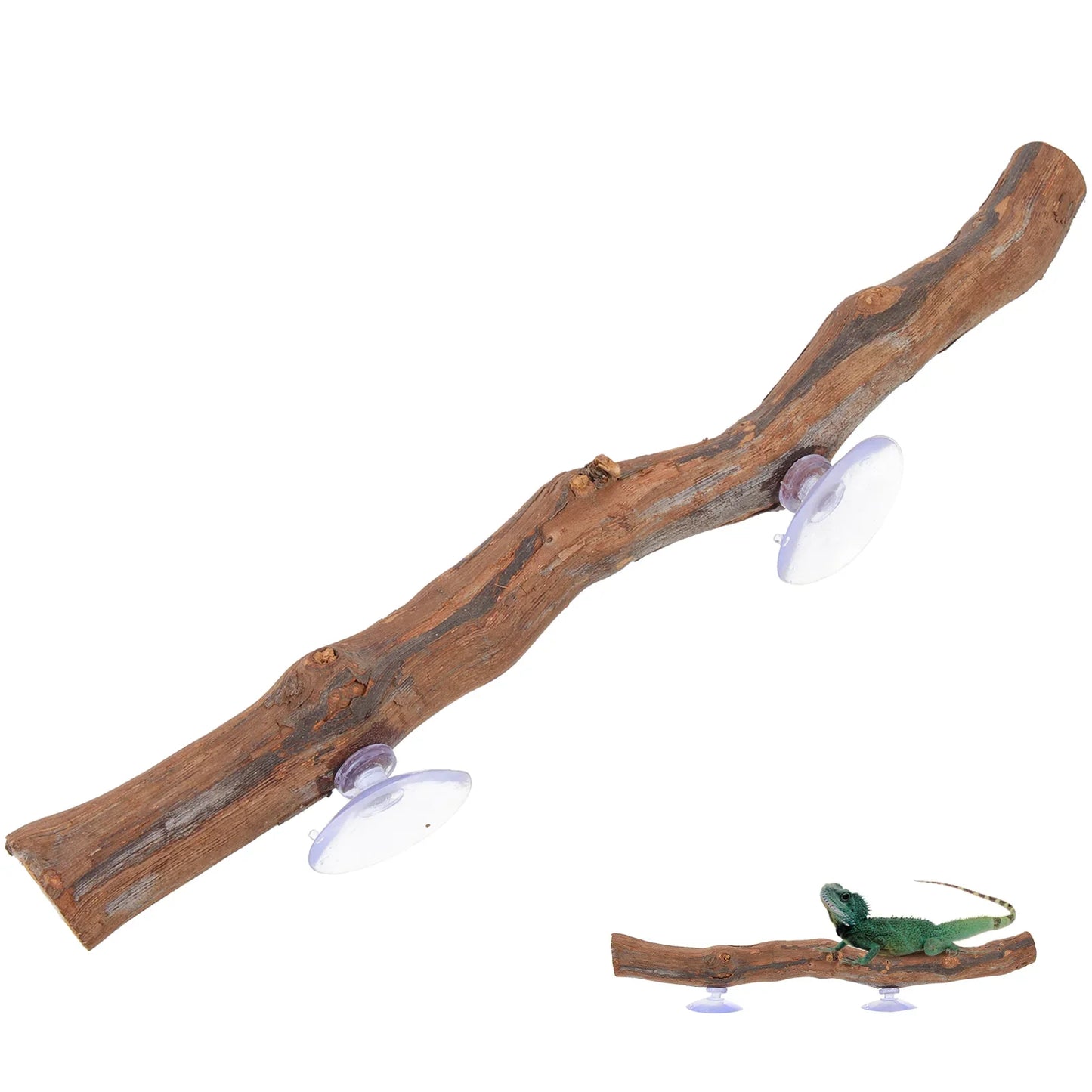 Bearded Dragon Accessory