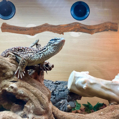 Bearded Dragon Accessory