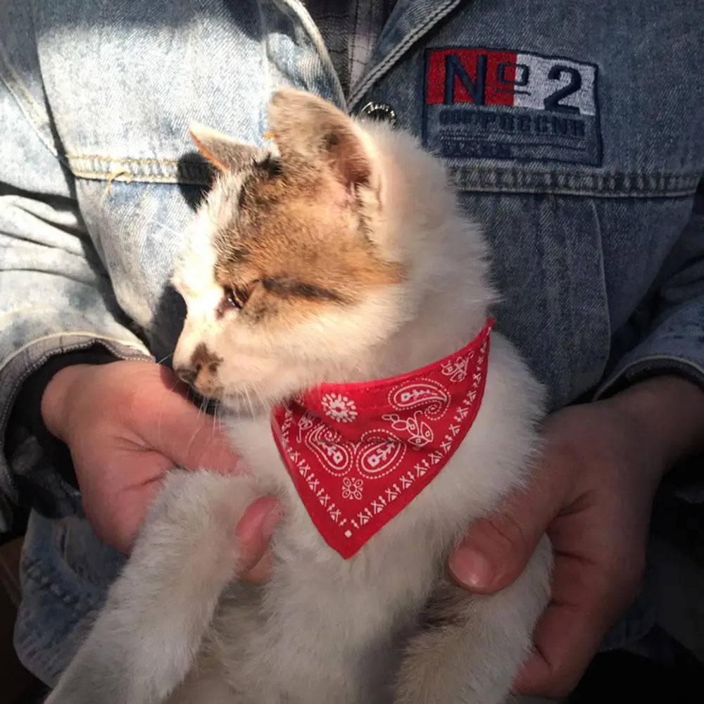 Cat Collar