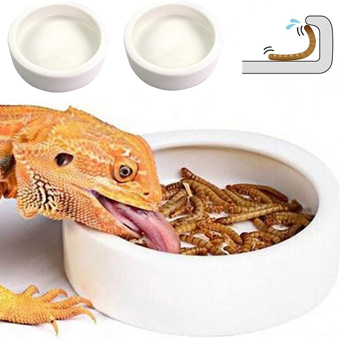 Reptile Food Bowl