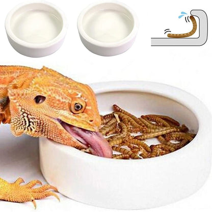 Reptile Food Bowl