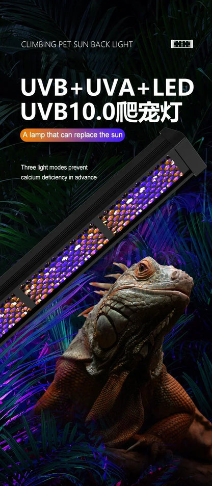 Reptile Full Spectrum Lamp
