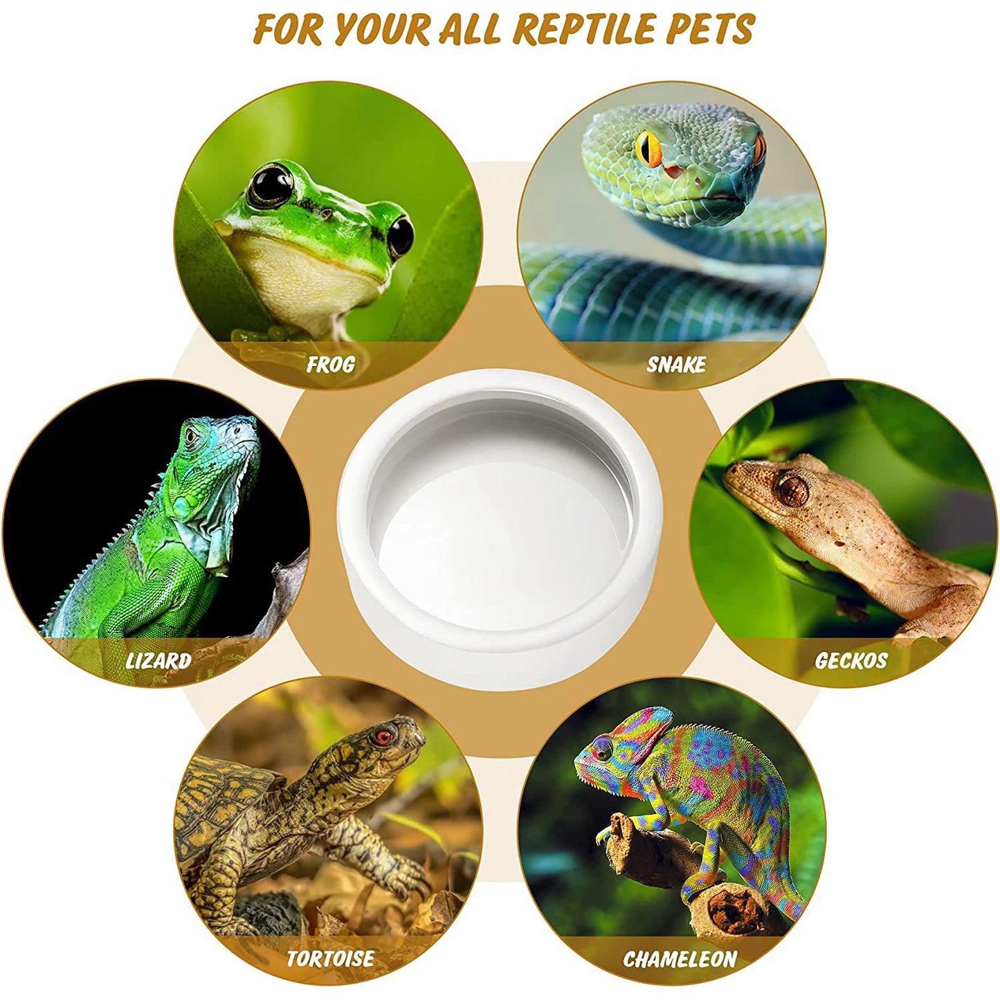 Reptile Food Bowl