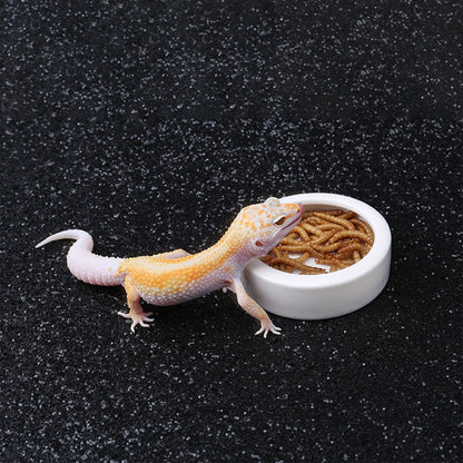 Reptile Food Bowl