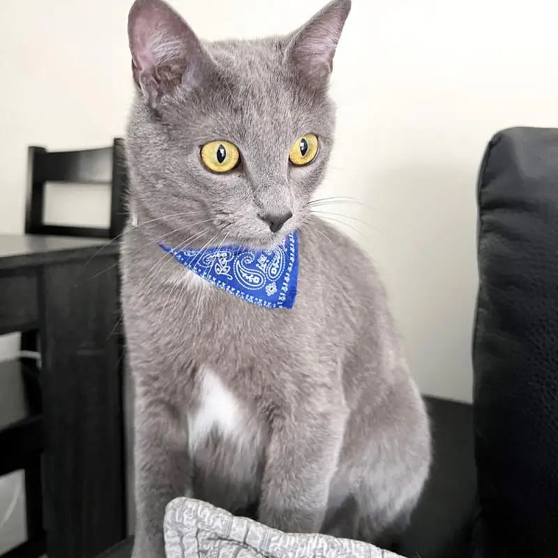 Cat Collar