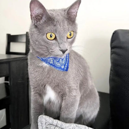 Cat Collar