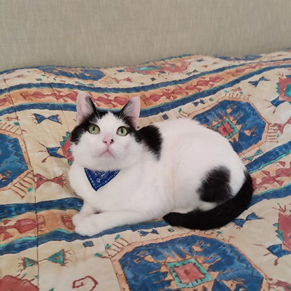 Cat Collar