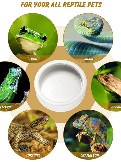 Reptile Food Bowl